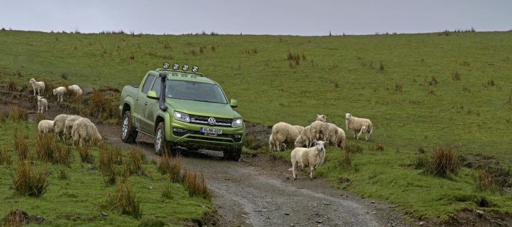 Sweet Lamb is sweet surprise in new driving book